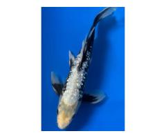 11'' Butterfly GinRin Matsukawabake