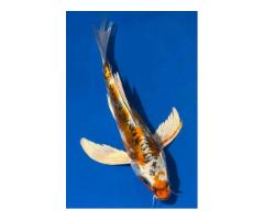 10'' Buterfly Chocolate Kikokuryu