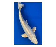 13'' doitsu Platinum